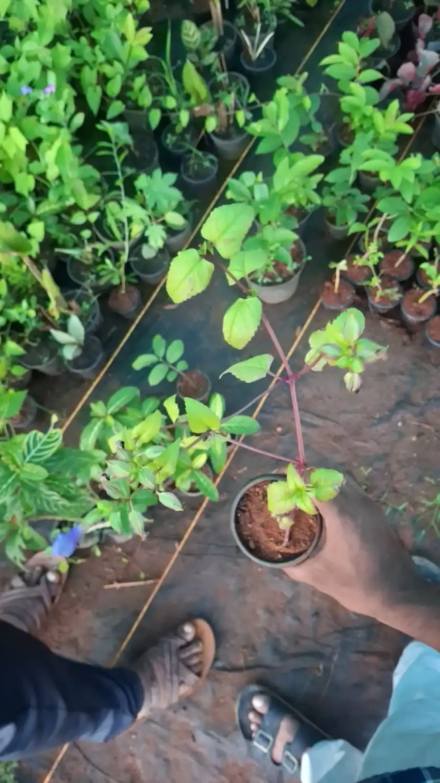 Dronium Plant thumbnail 2