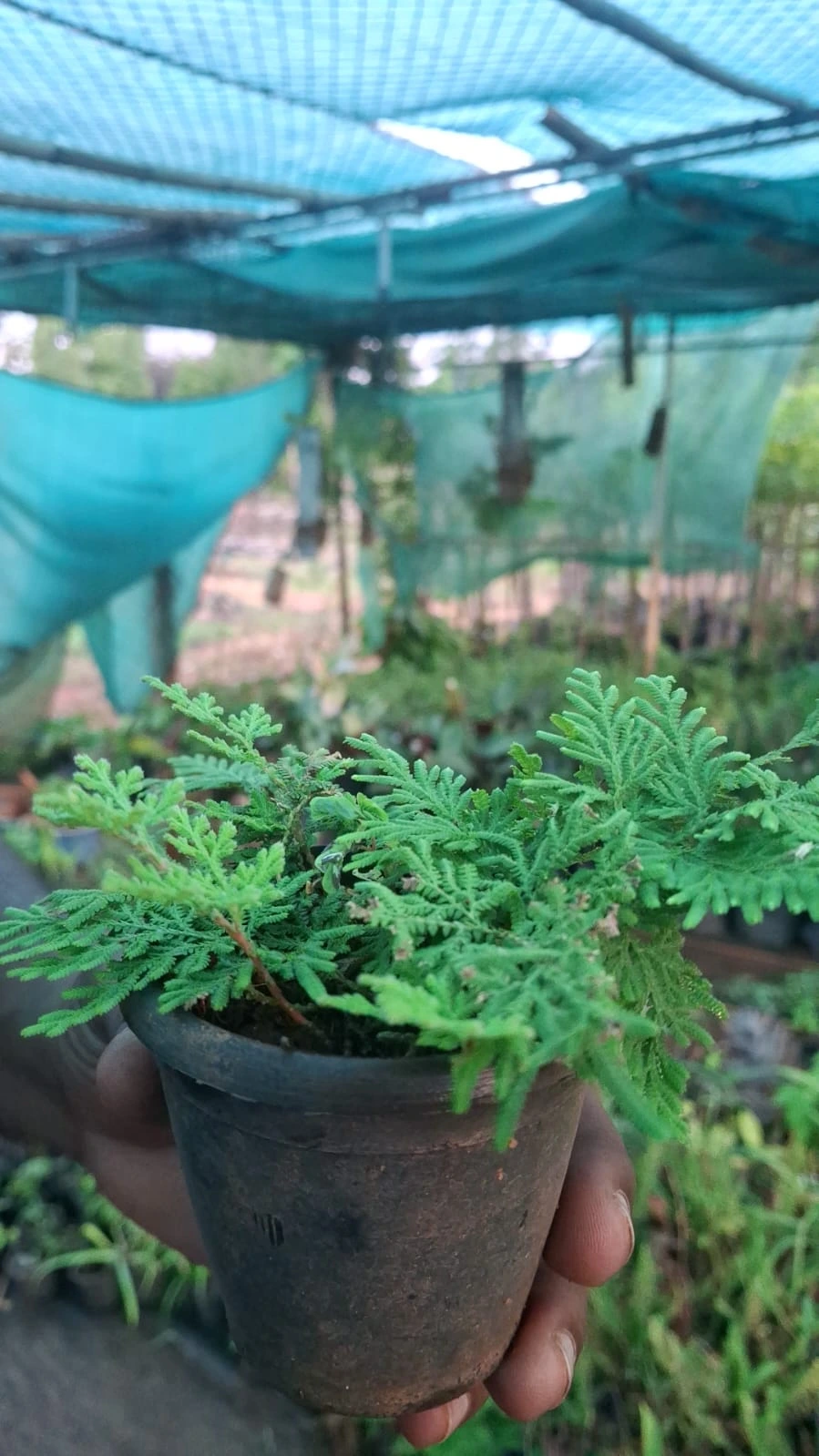 Peacock Fern Plant, Vibrant Green Foliage, Ornamental Indoor Fern thumbnail 2