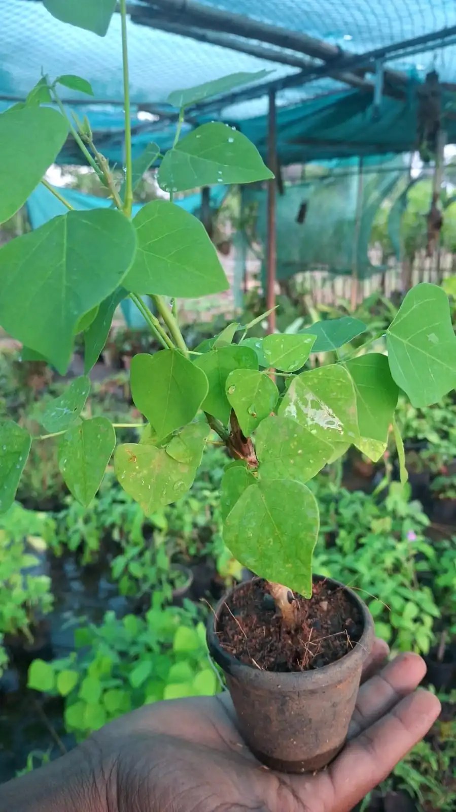 Kalyana Murungai Stem Cuttings, Pangara, Coral Tree Stem, Erythrina Variegata Plant Stem Cuttings 