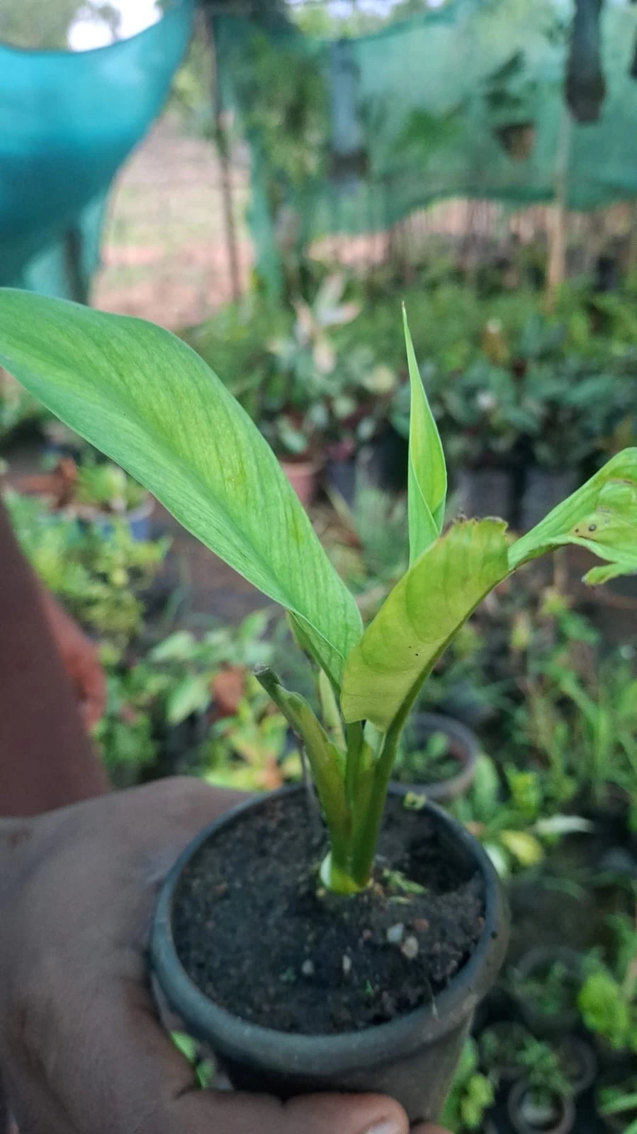 Live Peace Lily Or Spathiphyllum Plant Indoor Outdoor Plant Air Purifier Oxygen Supplier Good Luck With Round Pot For Living Room/bedroom/house/office (peace Lilly) (single Peace Lilly) thumbnail 2