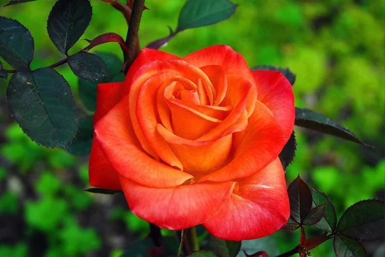 7 Days Rose thumbnail 3