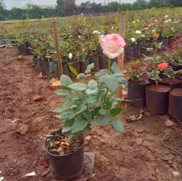 7 Days Rose thumbnail 5