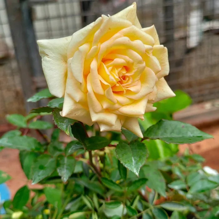 7 Days Rose thumbnail 2
