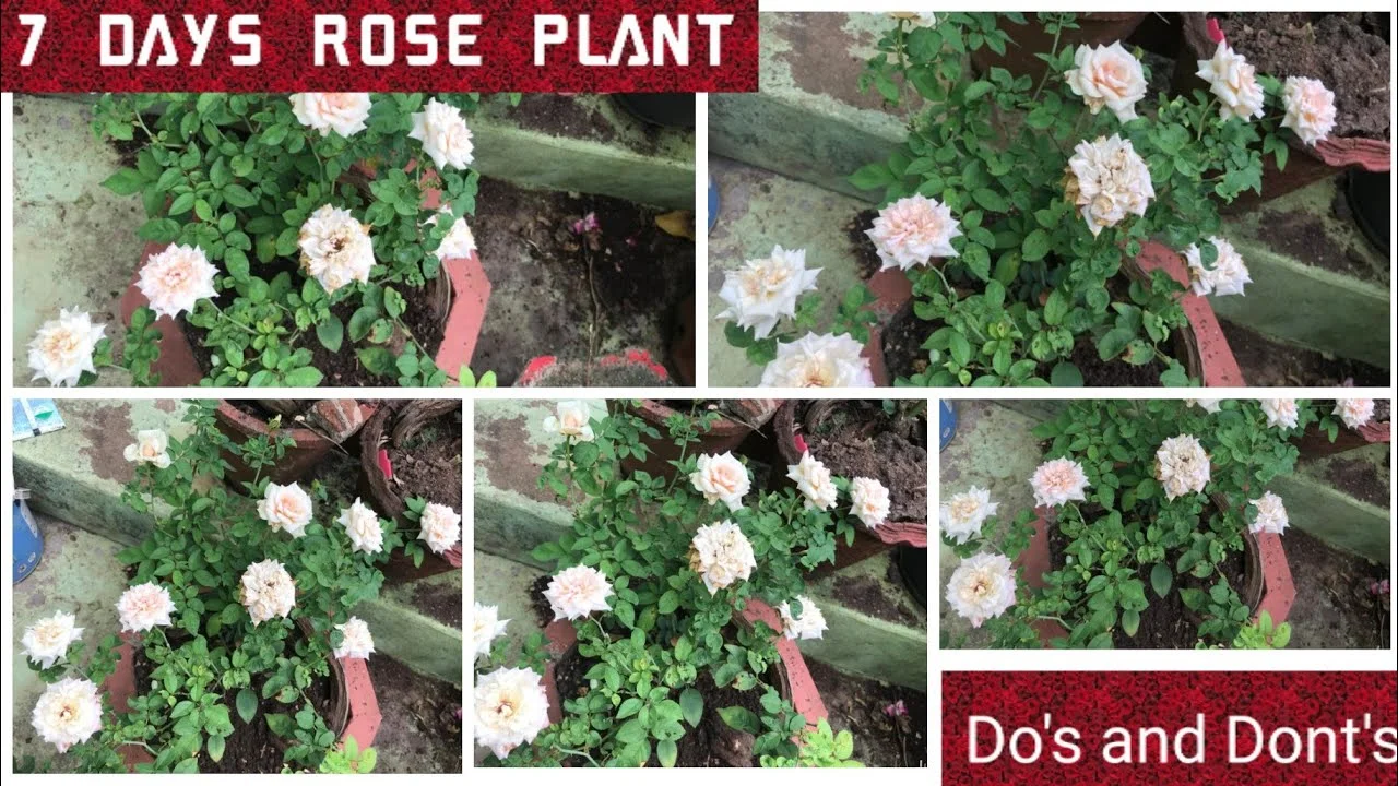 7 Days Rose thumbnail 3