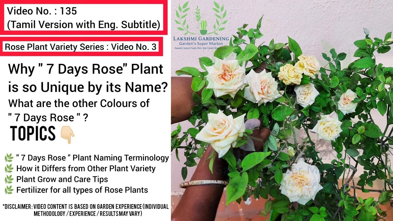 7 Days Rose thumbnail 4