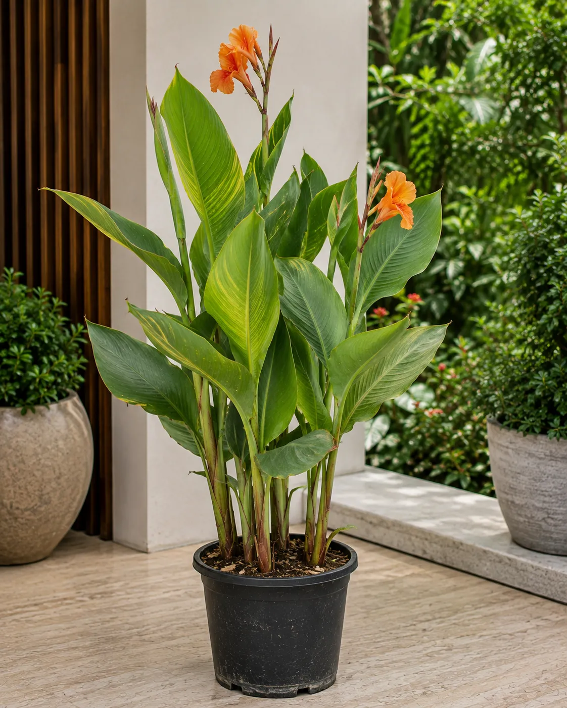 Canan Plant
