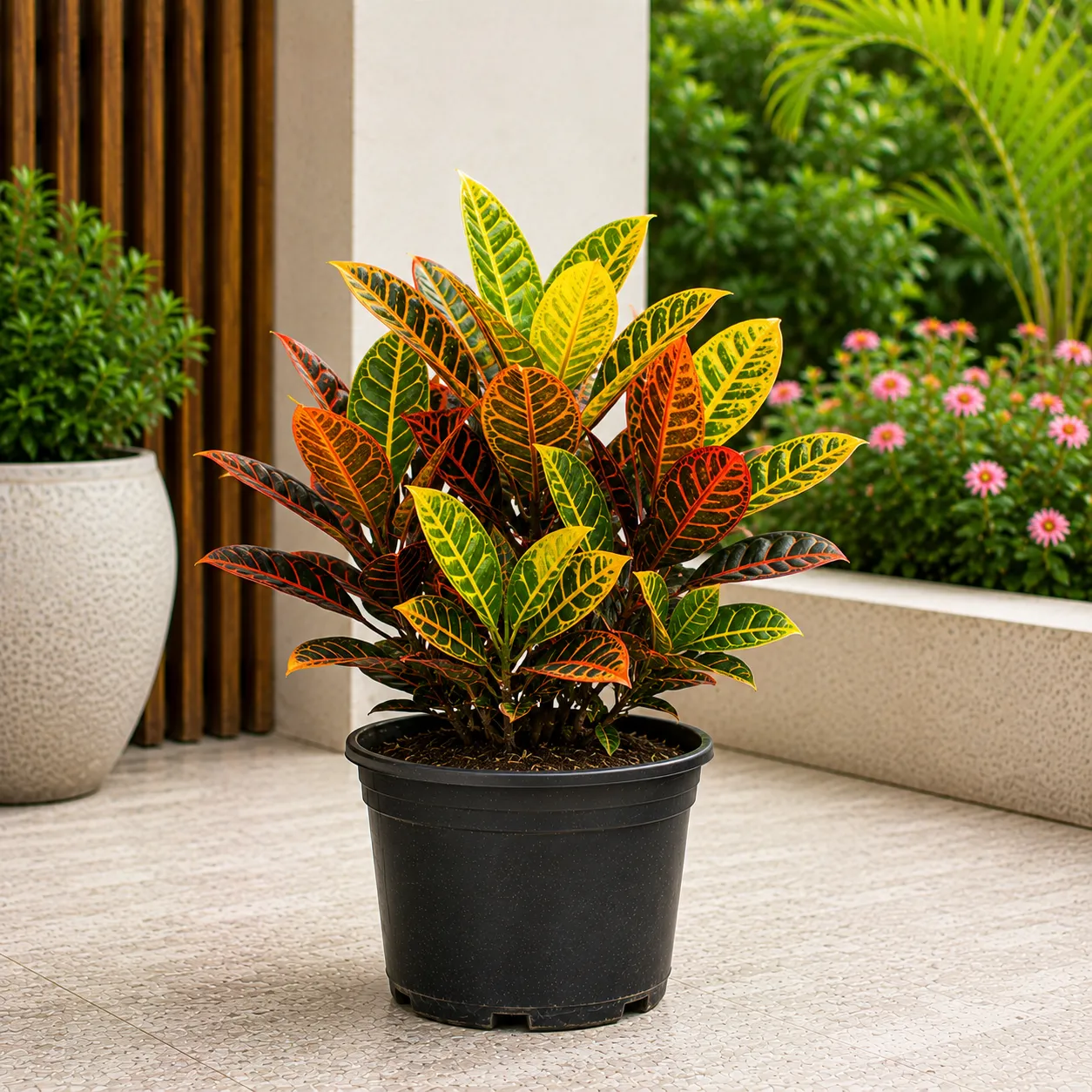 Croton Small