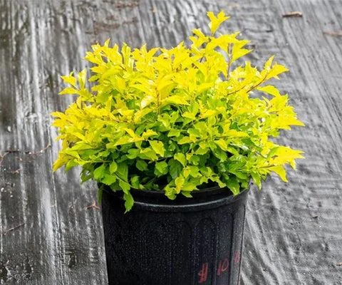 Dronium Plant