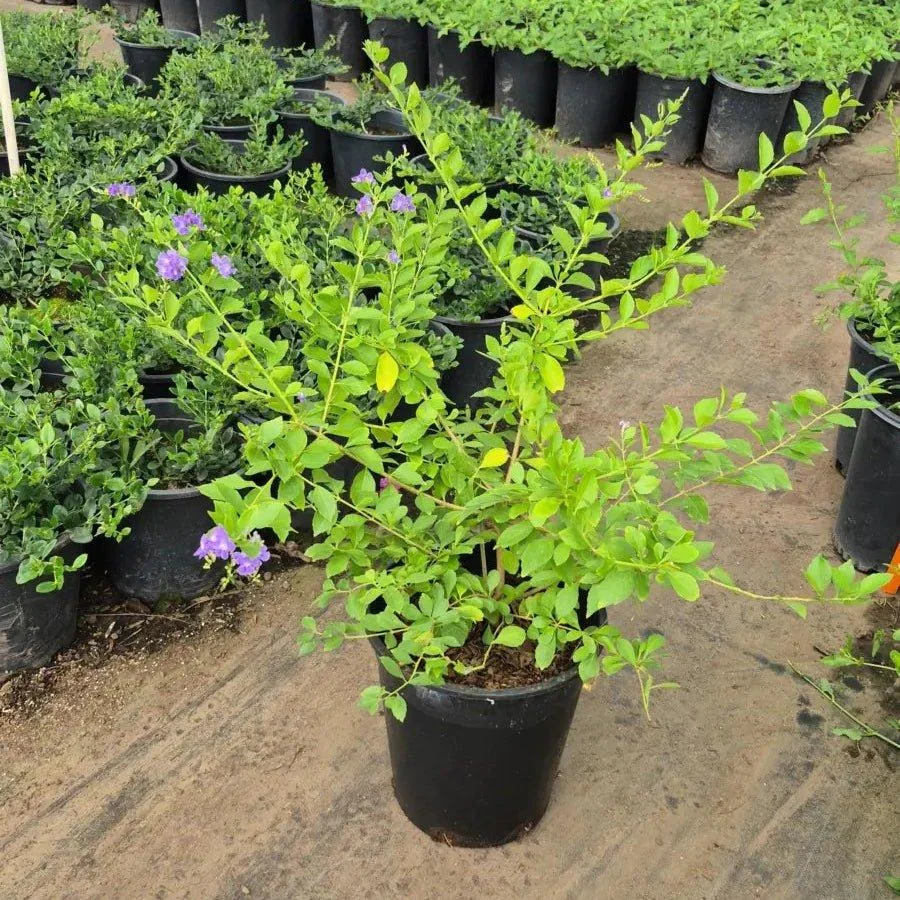 Dronium Plant thumbnail 2