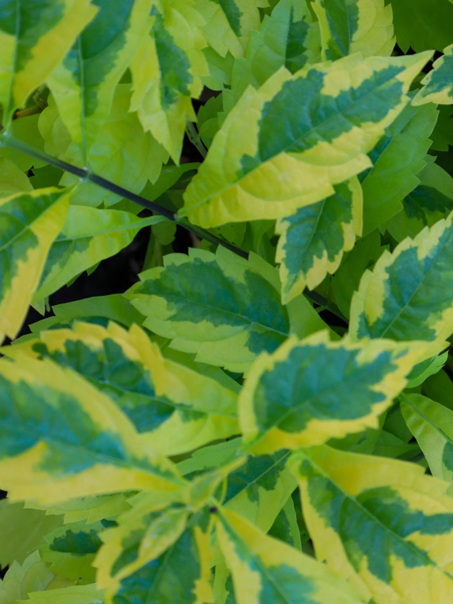 Dronium Plant thumbnail 4