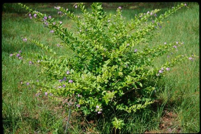 Dronium Plant thumbnail 5