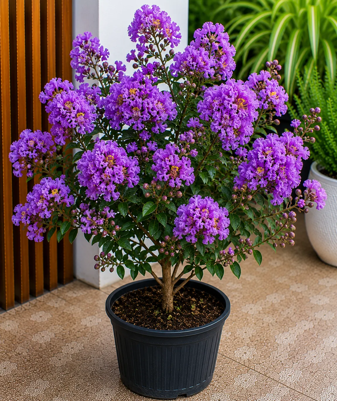 Lagerstroemia Live Flowering Plant, Purple Crape Myrtle, Ornamental Flower, Healthy Rooted