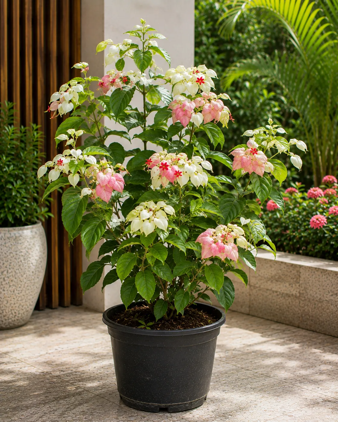 Mosandtta Plant