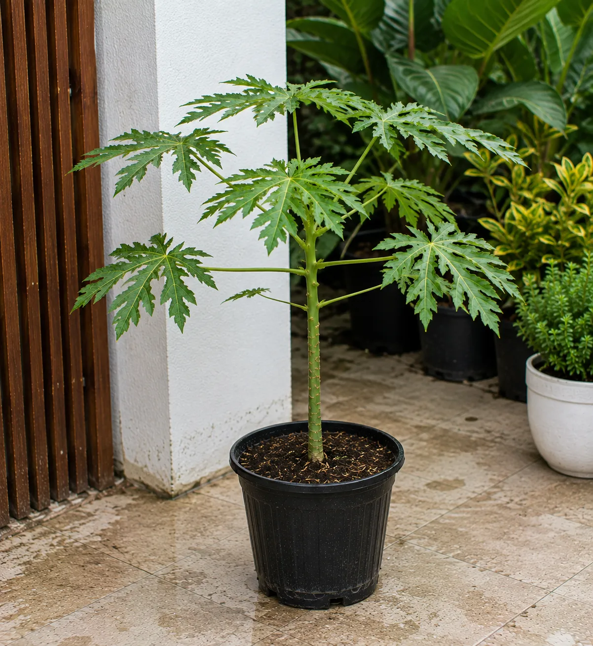 Papaya Ashramam