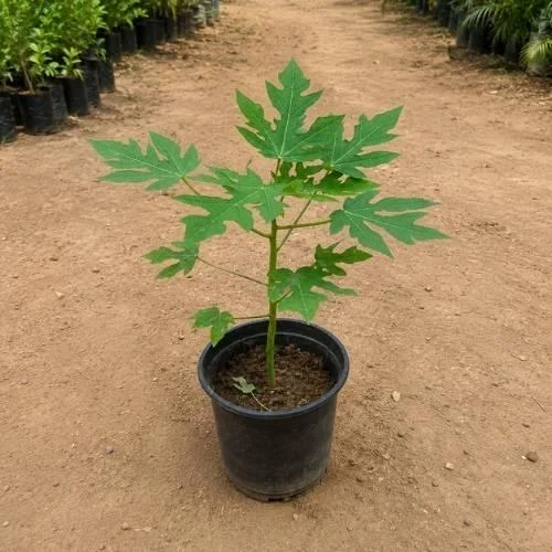 Papaya Ashramam