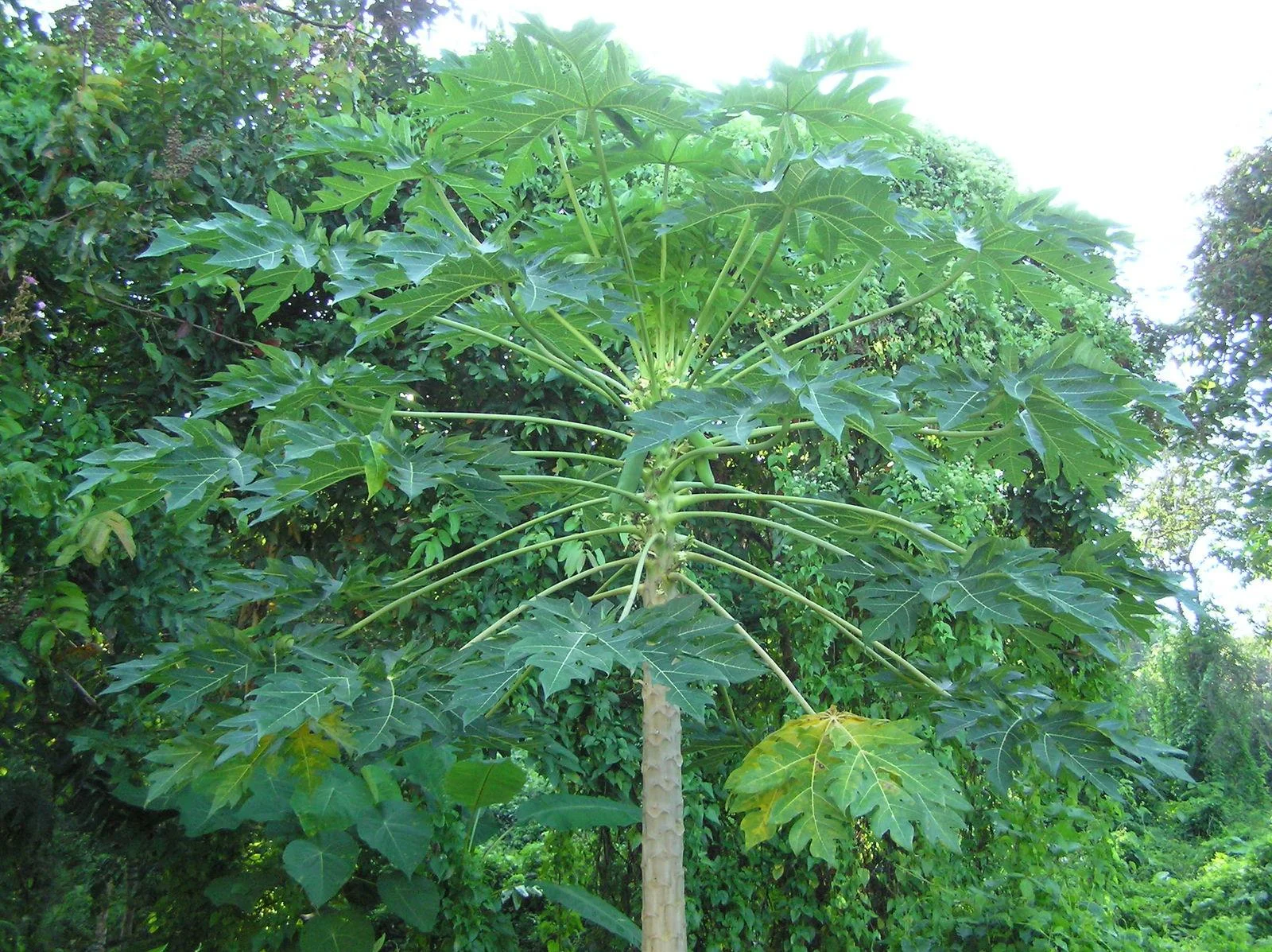Papaya Ashramam thumbnail 2