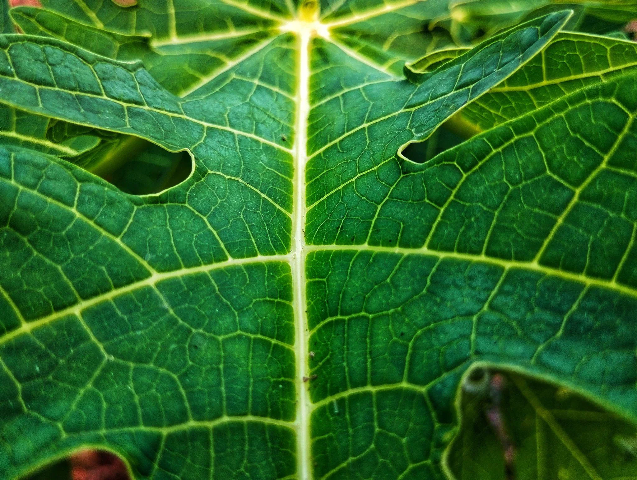 Papaya Ashramam thumbnail 3