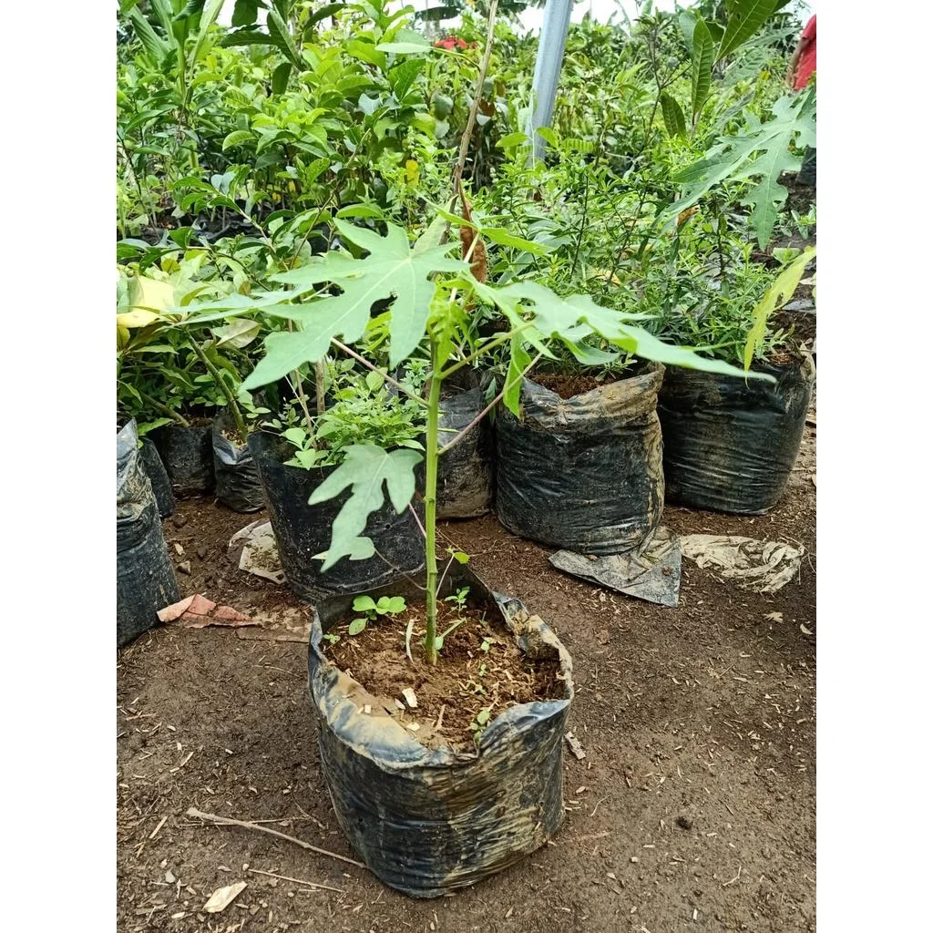 Papaya Ashramam thumbnail 4