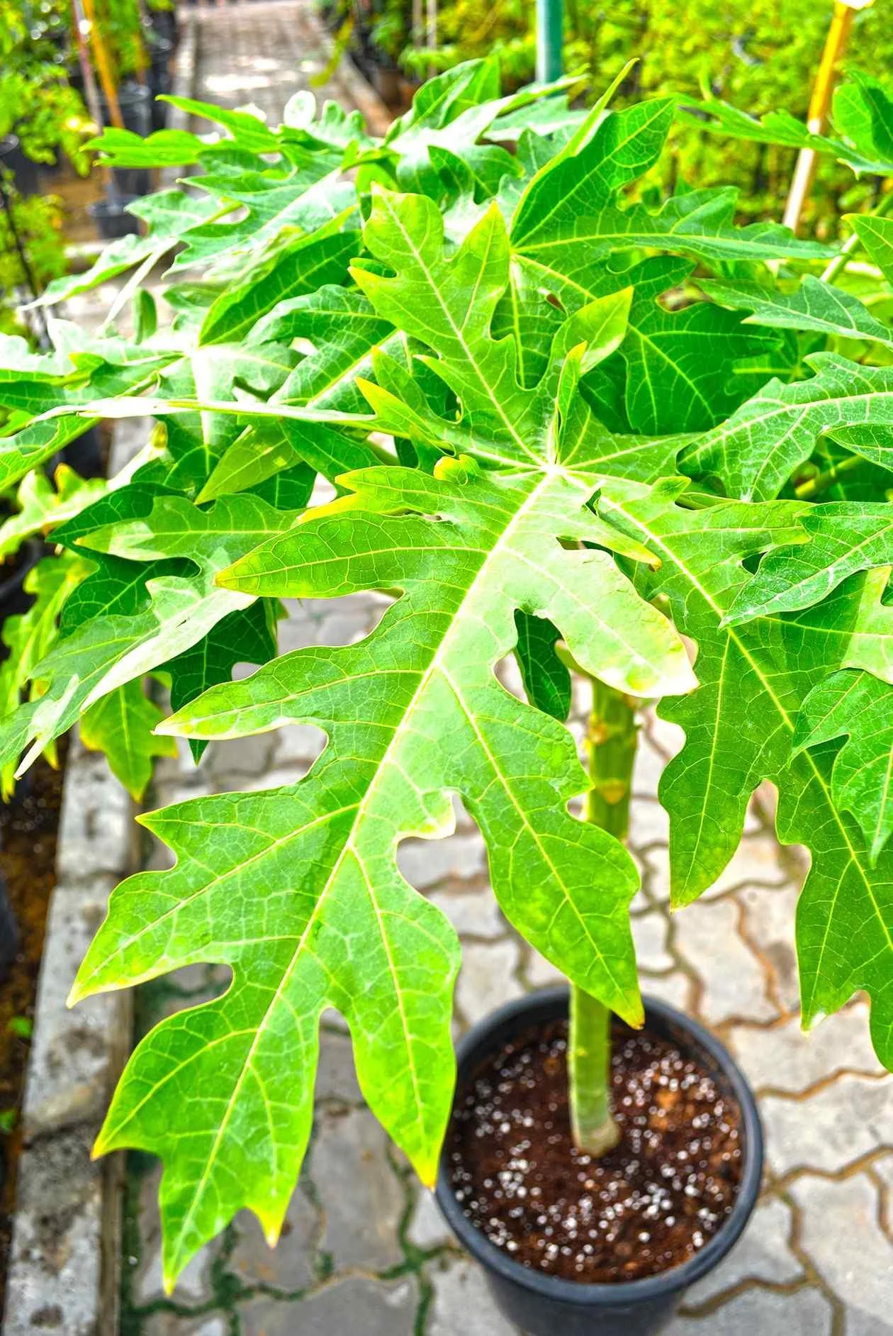 Papaya Ashramam thumbnail 5