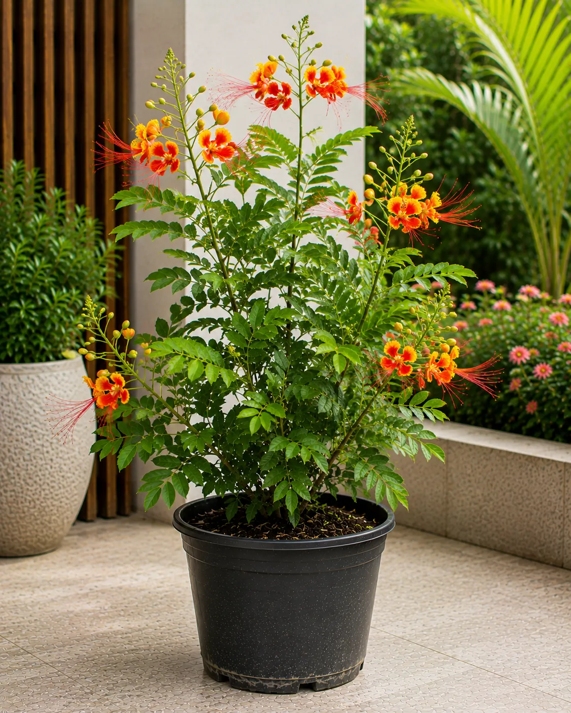 Peacock Plant