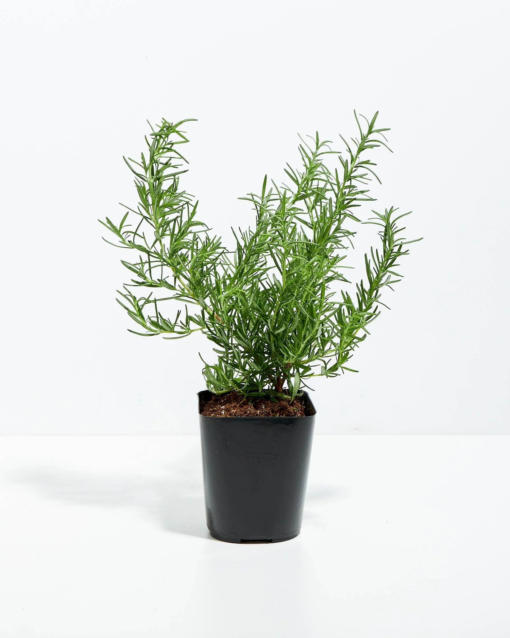 Rose Mery Plant