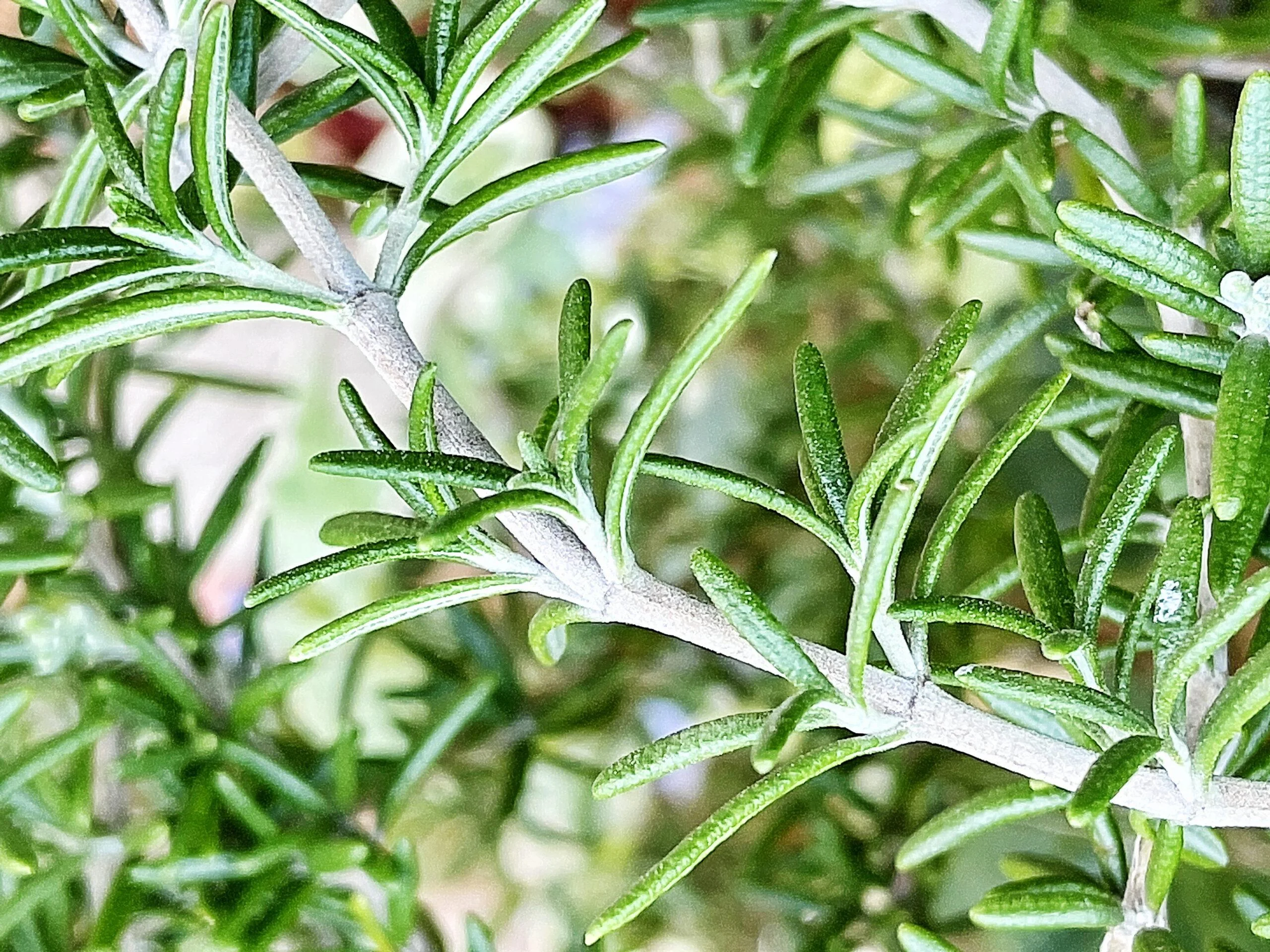 Rose Mery Plant thumbnail 3