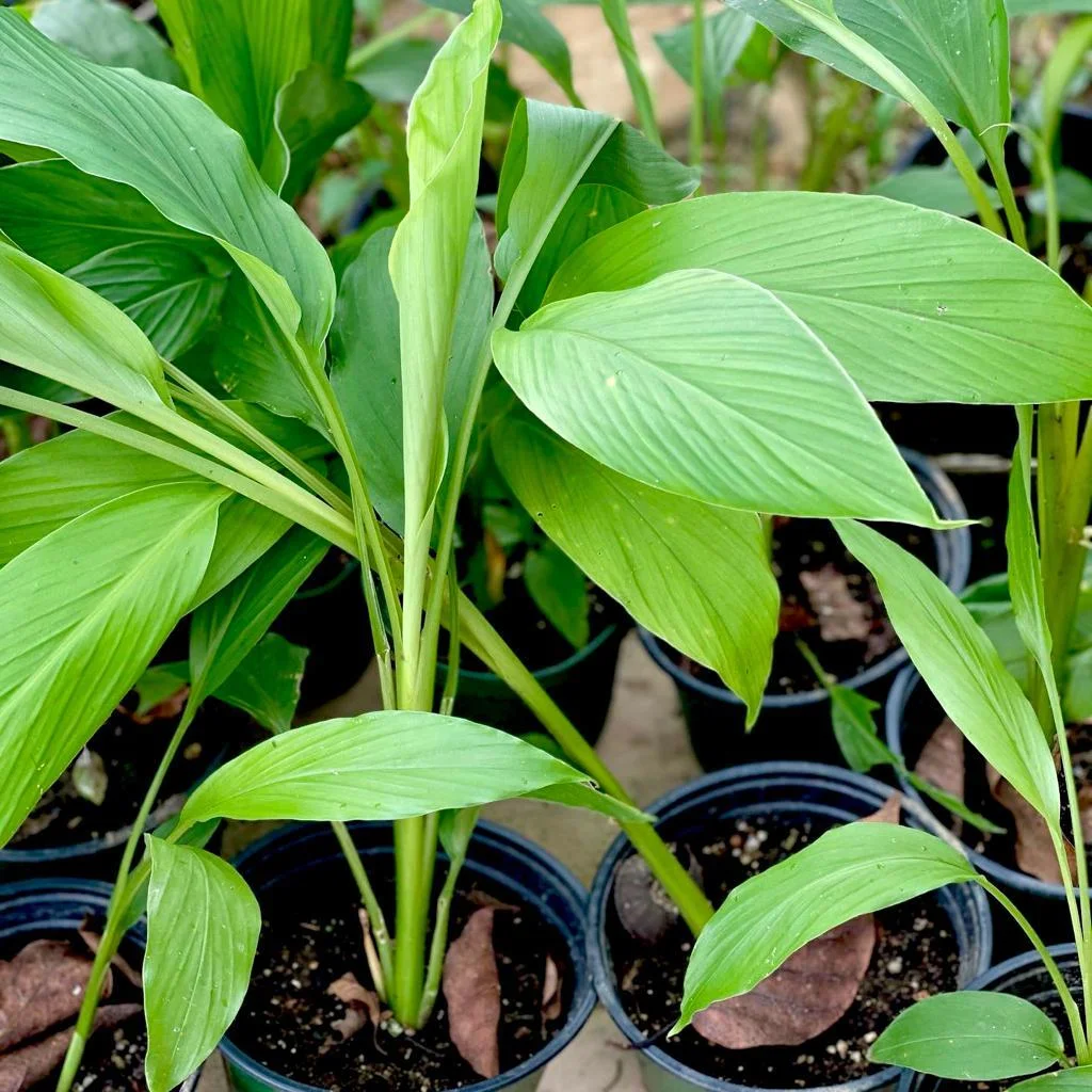 Termaric Plant
