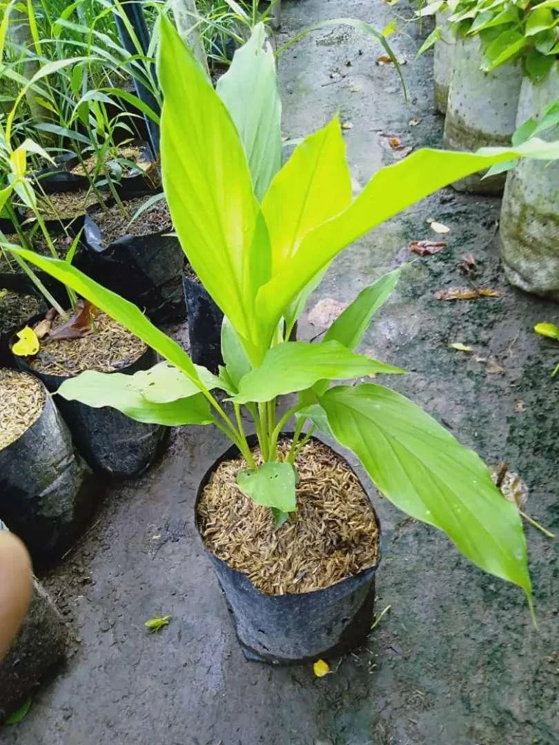 Termaric Plant thumbnail 2