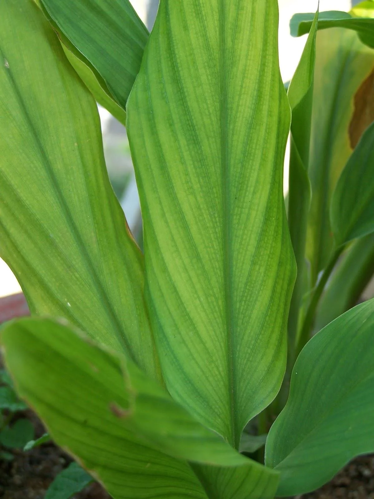 Termaric Plant thumbnail 4