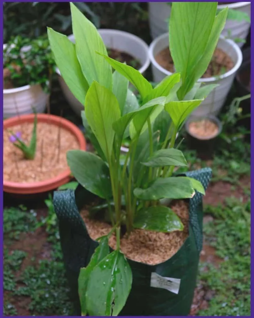 Termaric Plant thumbnail 5