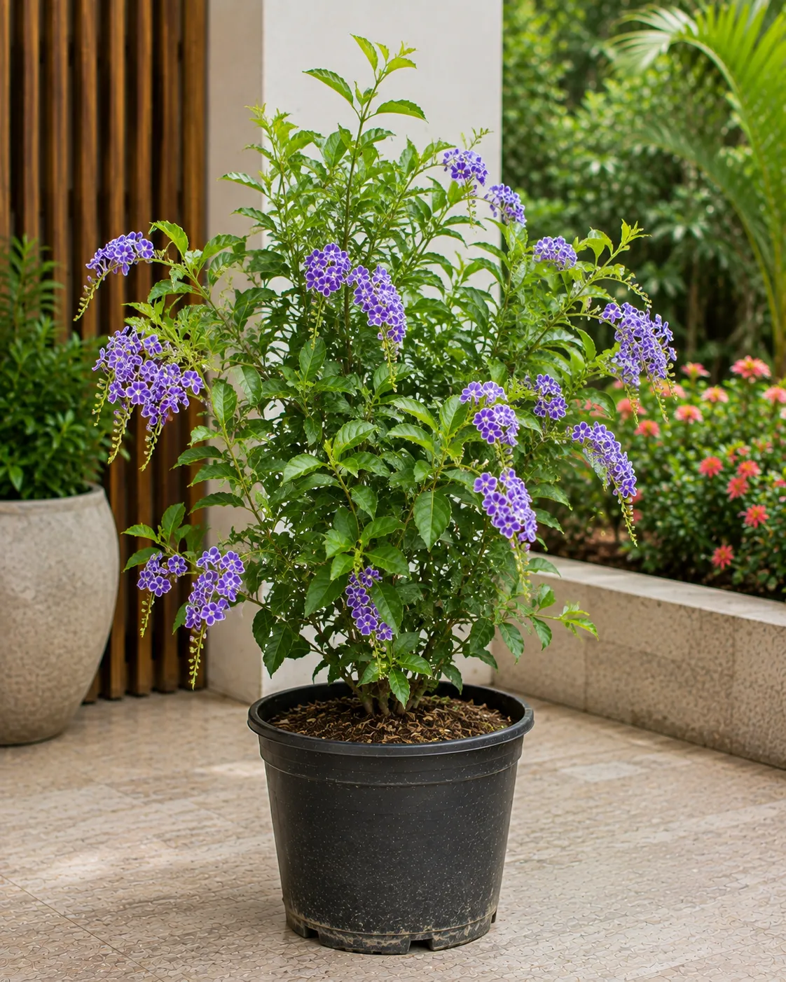 Thurantta Plant
