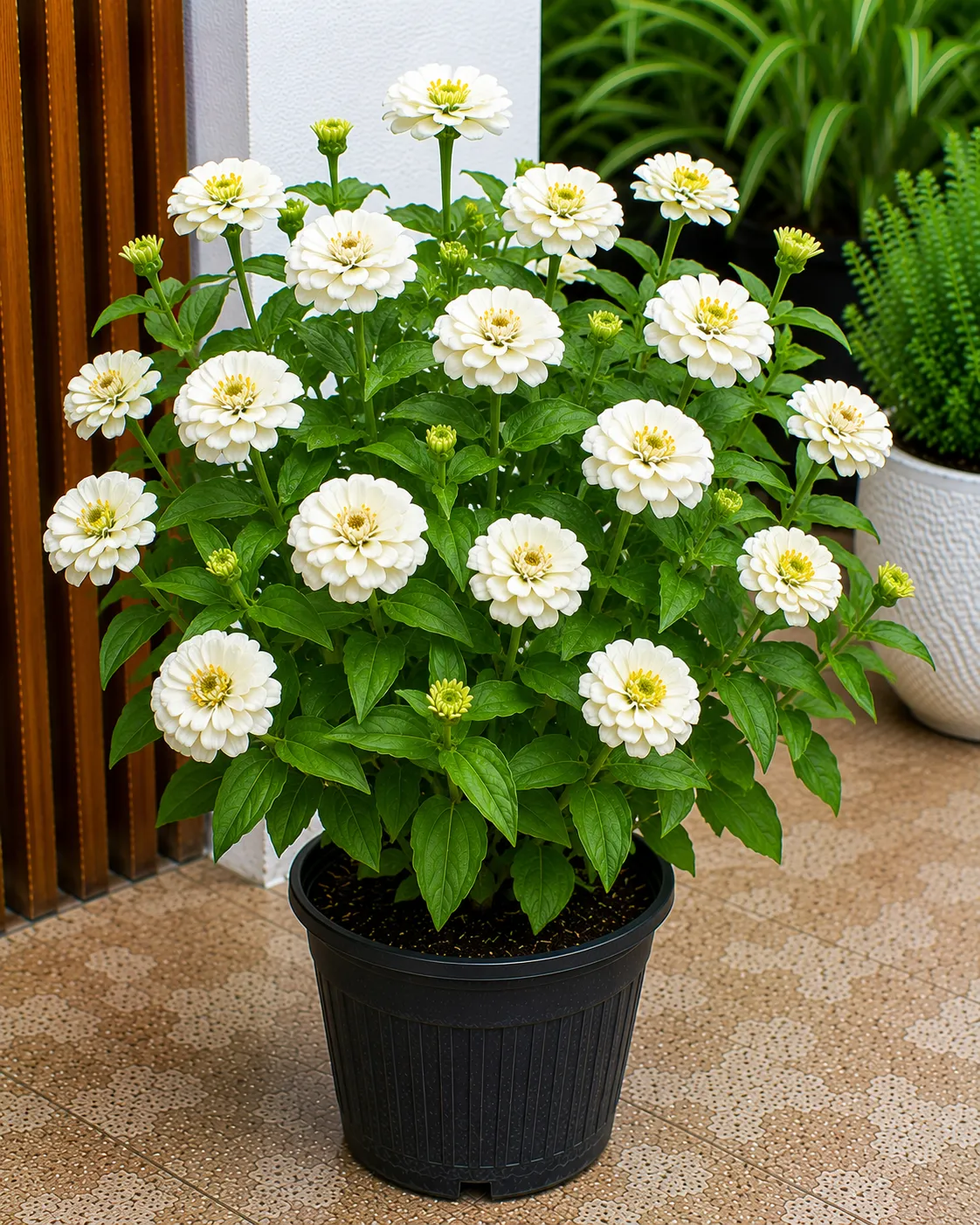 Zinnia