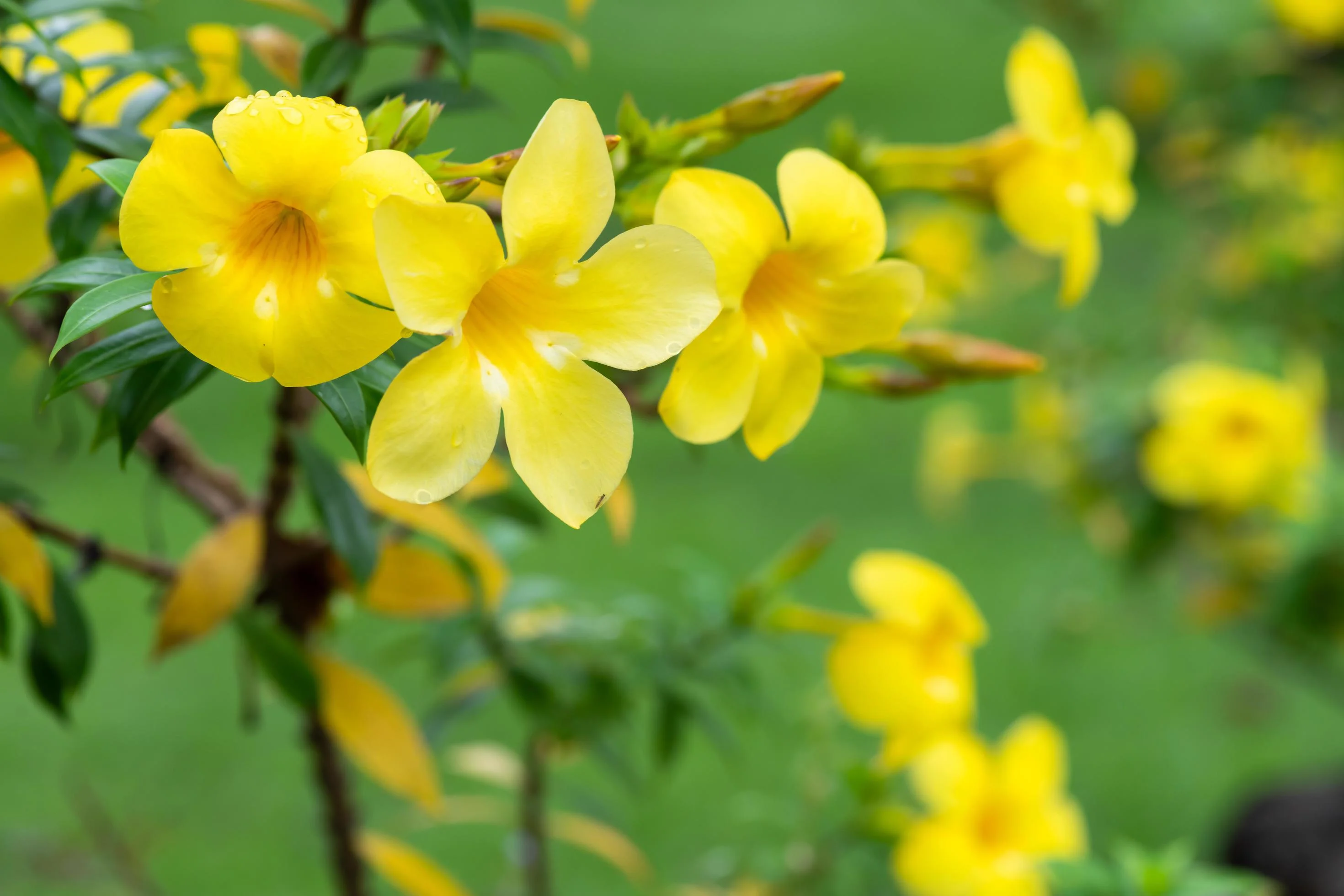 Alamentta Yellow