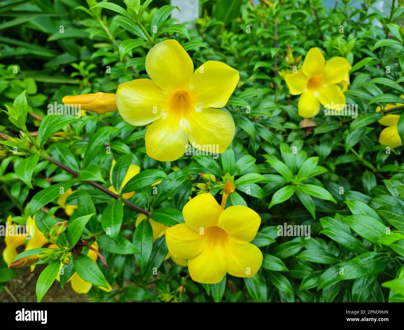 Alamentta Yellow thumbnail 2