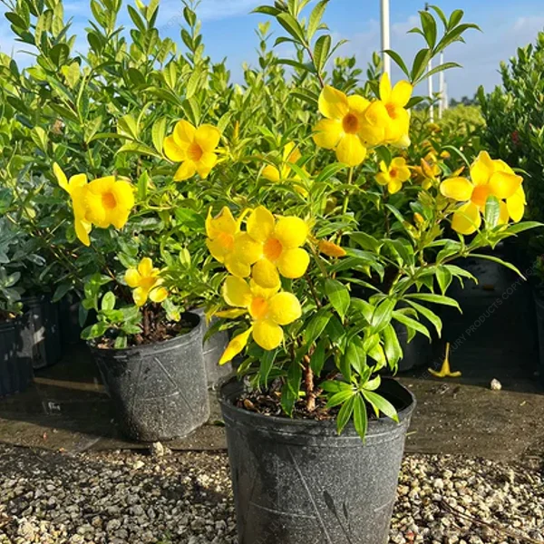 Alamentta Yellow thumbnail 4
