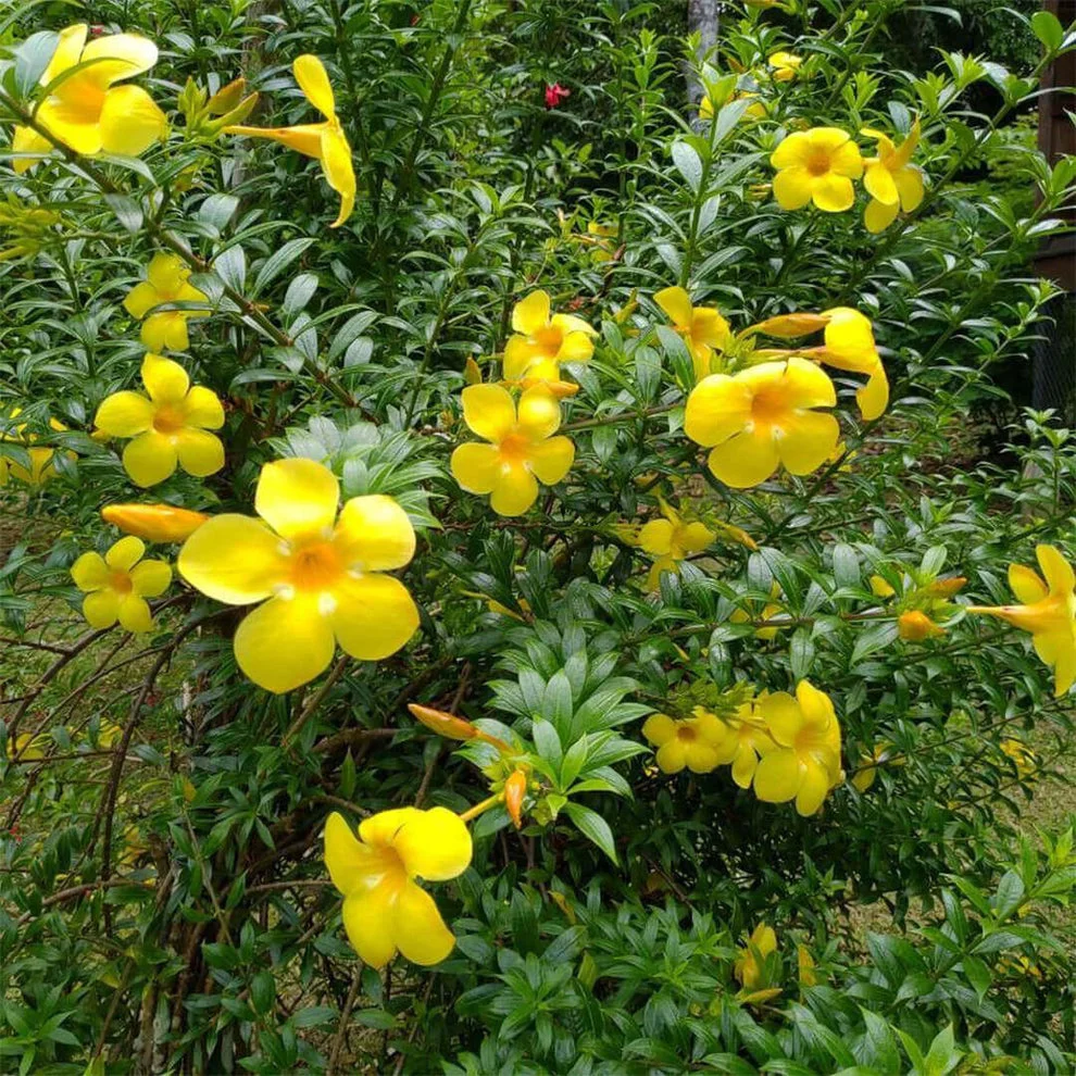 Alamentta Yellow thumbnail 5