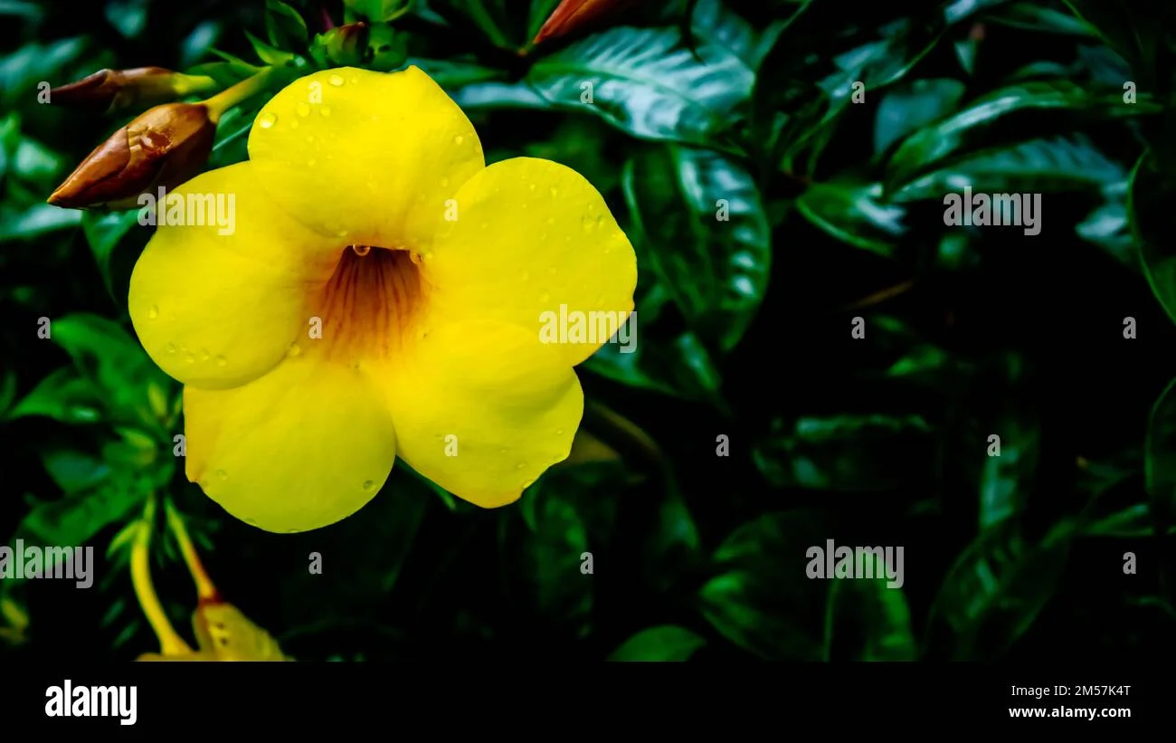 Alamentta Yellow thumbnail 6