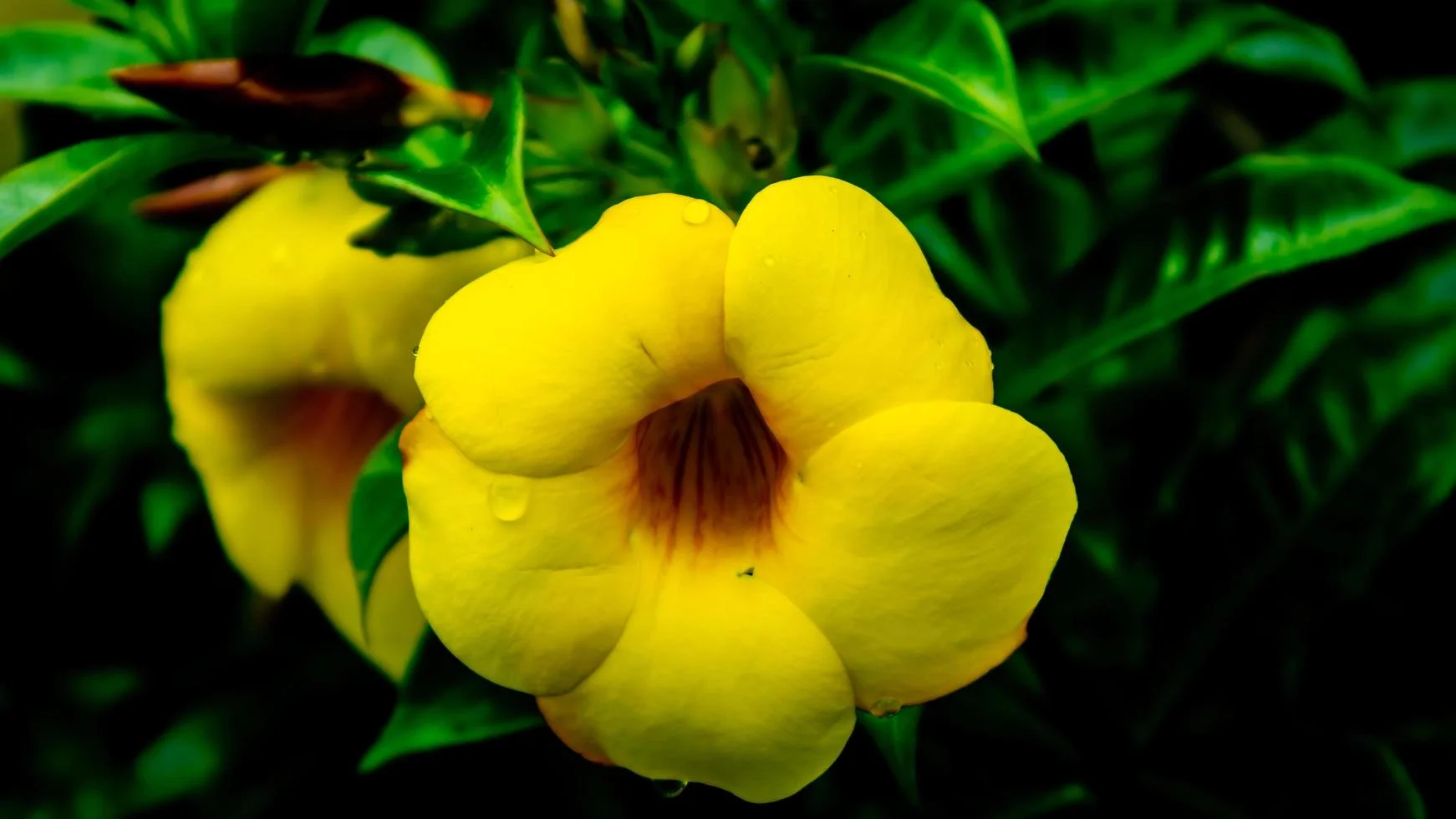 Alamentta Yellow thumbnail 7