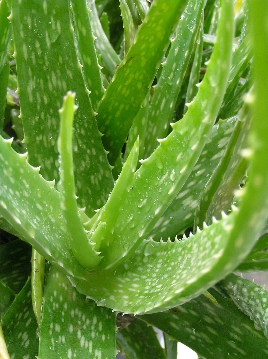 Aloe Vera