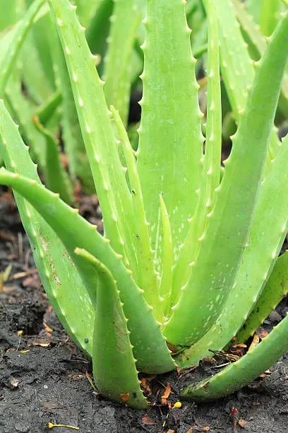 Aloe Vera thumbnail 2