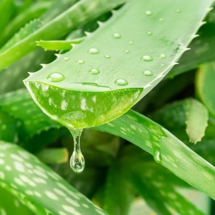Aloe Vera thumbnail 3
