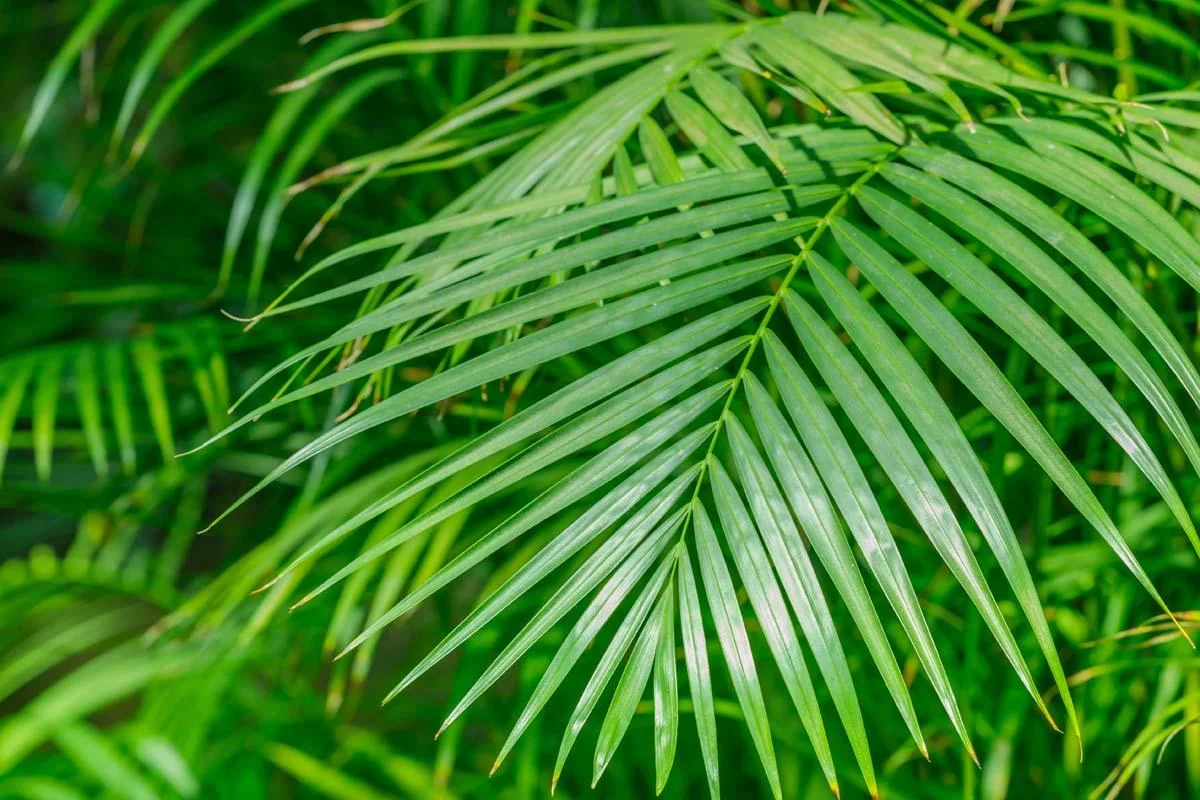 Areca Palm