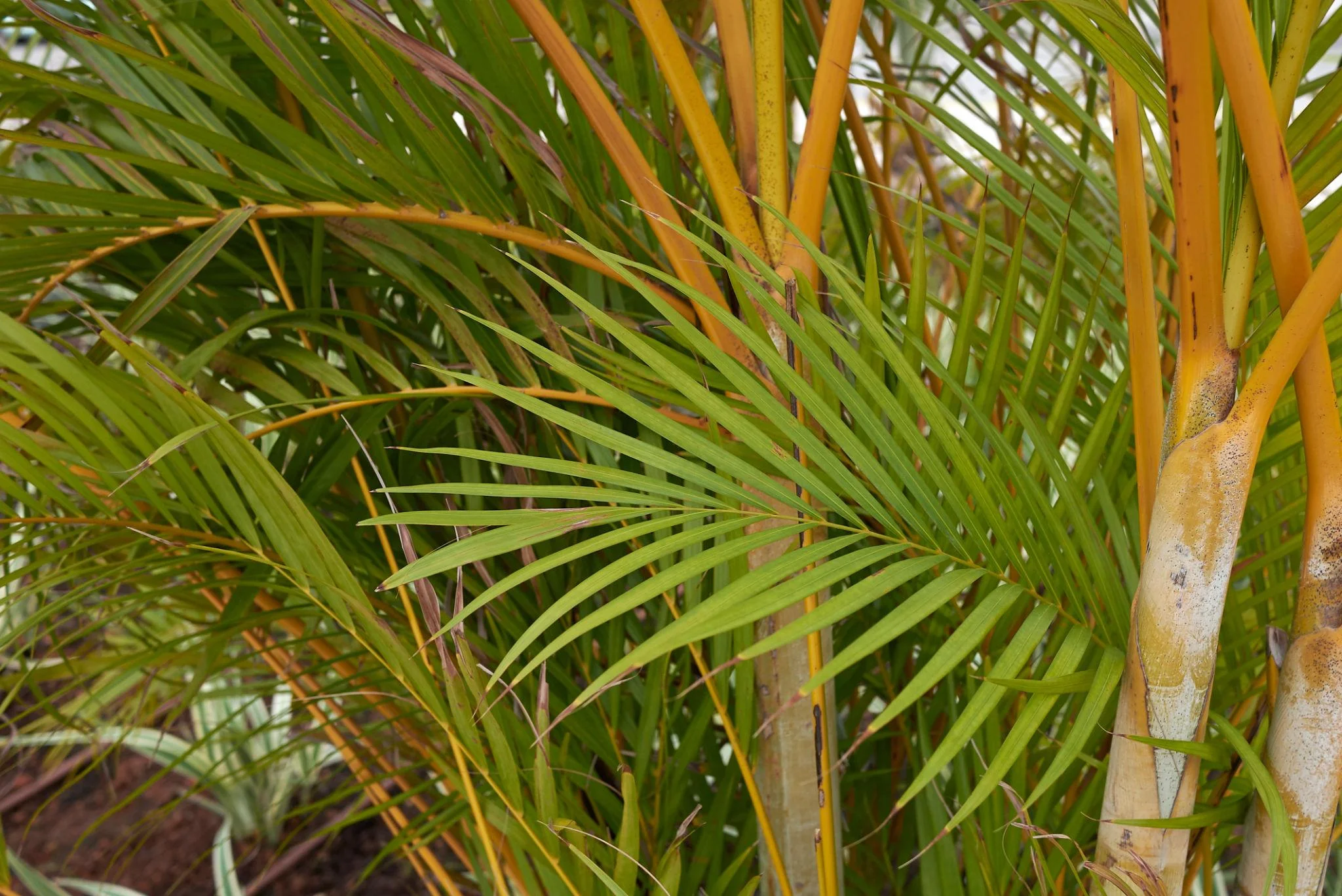 Areca Palm thumbnail 2
