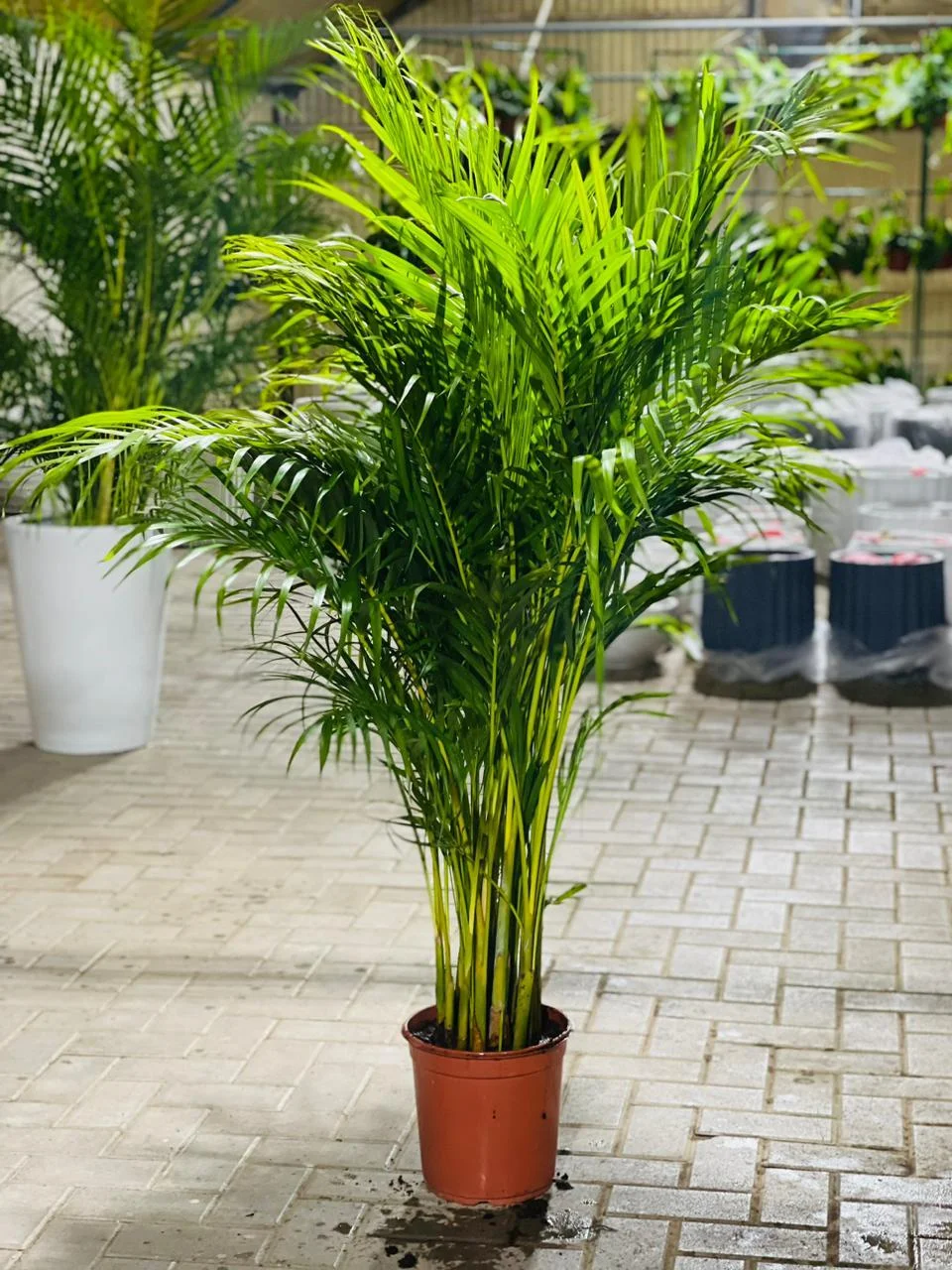 Areca Palm thumbnail 3