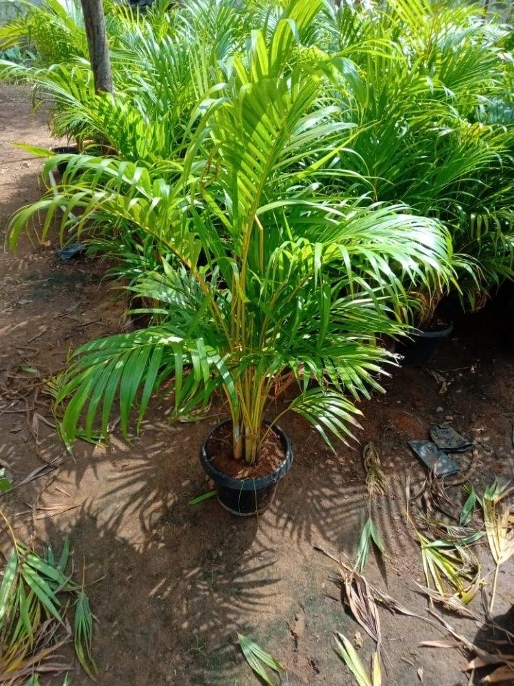 Areca Palm thumbnail 4