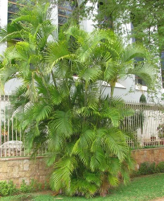 Areca Palm thumbnail 5
