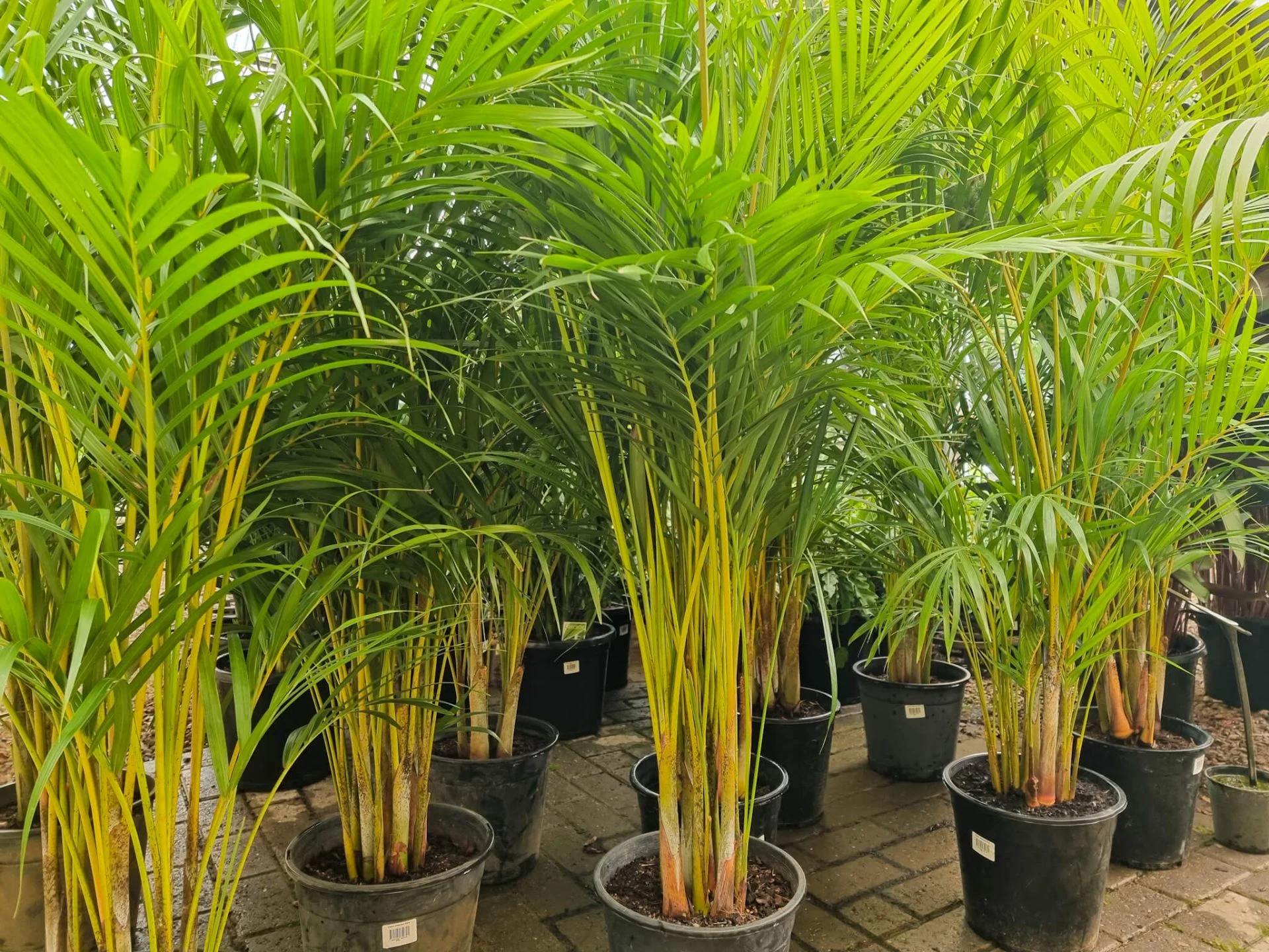 Areca Palm thumbnail 2