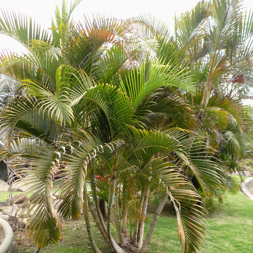 Areca Palm thumbnail 3