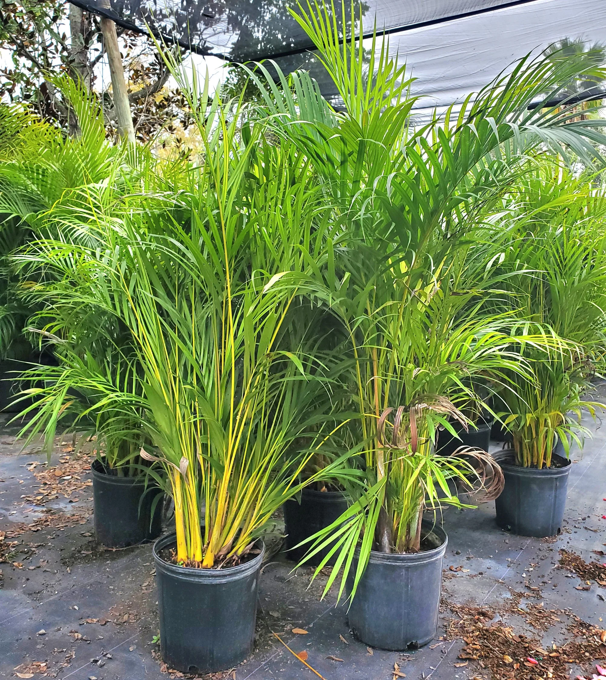 Areca Palm thumbnail 4