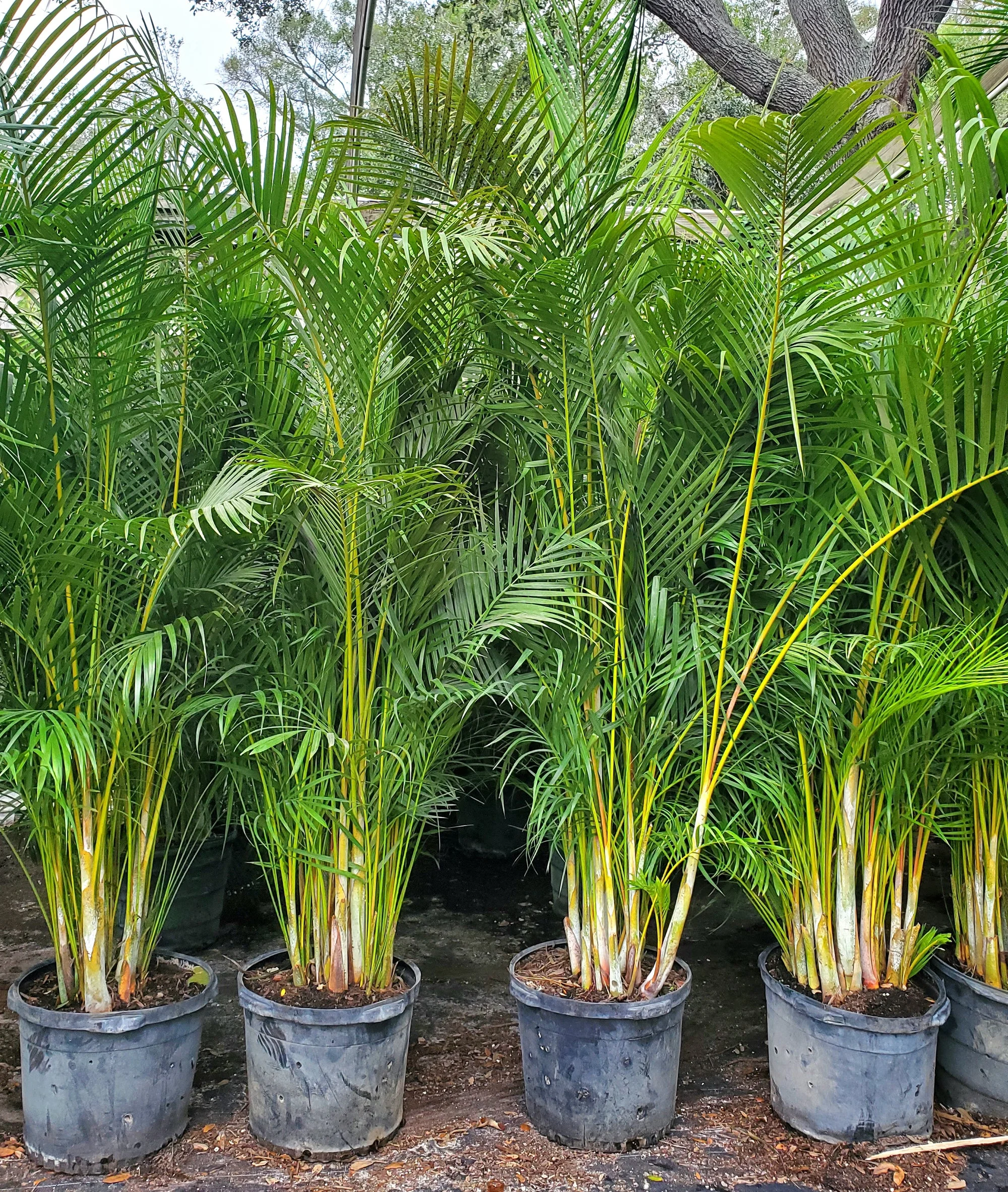 Areca Palm thumbnail 5
